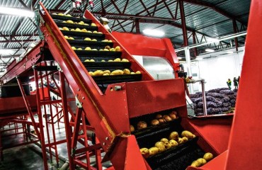 One Supplier, Many Advantages: Turnkey Know-how in Potato Lines