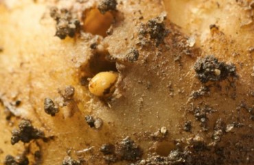 Calling All Researchers and Industry Professionals to Disseminate Wireworm Study Results