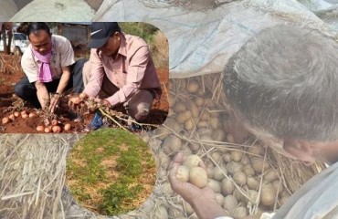 Zero Tillage Potato Production Through Rice Straw Mulch Gains Pace Thanks to CIP