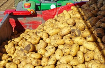 French Farmers Lifted 6.81m Tons of Ware Potatoes in 2023