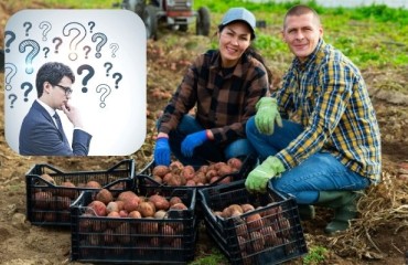 Lamb Weston Overbooked Contracted Potato Harvesting Requirements