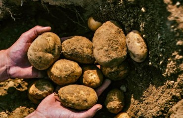 McCain Foods Releases 2023 Global Sustainability Report