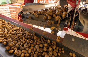 Handling Large Potato Quantities From the Storage to the Packaging Line