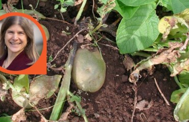 PSU Researchers Keep an Eye on New Potato Bacteria Strains