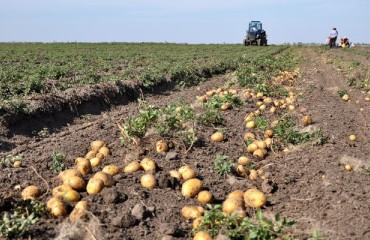 Ukraine Has Been Receiving Large Shipments of Ware Potatoes