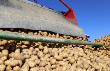 Up to 800,000 Tonnes of Potatoes Still Remain Unlifted in Northern Europe