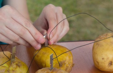 Synthesizing Silver Nanoparticles Using the Aqueous Extract of White Potato Peel