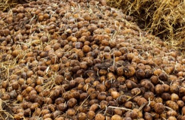 Egypt Imported Its Fewest Seed Potatoes in Six Years