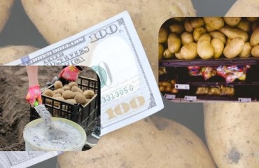 Eurostat: The EU Fertilizer Prices Lowered in 2023 and the Potato Prices Rose