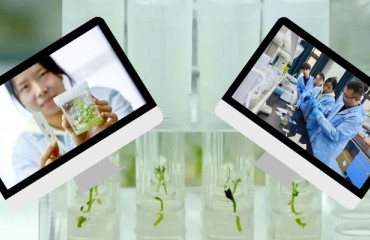 Potato Seed Virus Nano Microsphere Rapid Diagnostic Kit Provides Results in Five Minutes
