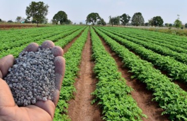 Market Trends: 5% Rise in Fertilizer Use Worldwide in 2024