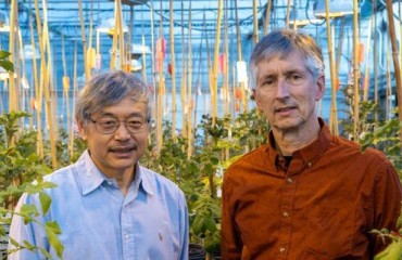 Novel Approach in Reducing a Carcinogen Produced When Cold-stored Potatoes Are Fried
