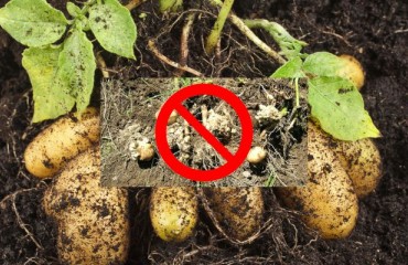 CFIA: Potato Wart Not Detected in the 2023 National Soil Survey