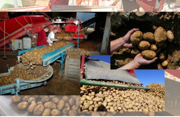 Potatoes Will Account for 35% of All Vegetables Produced in the U.S. by 2033