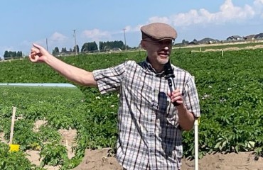 U of I Monitoring Program: Few Potato Psyllids But Slightly More Infected