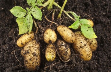 European Potato Exporters Are Seeking to Retain Their Recent Expansion Into World Markets