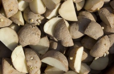 Challenges Associated With the Top Five Seed Potato Producing EU Countries' 2023 Harvest Drop