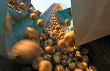 European Potato Retail Sales Are ‘Holding Well’