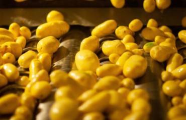 Potato Processors Pay Premiums for March Delivery