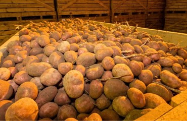 The Total Canadian Potato Storage Holdings Are Far Above the Five-year Average