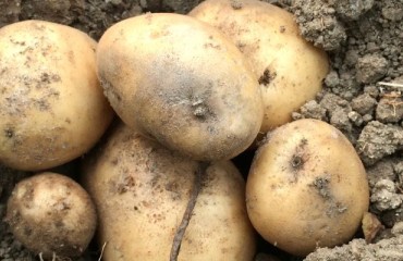 2023 NEPG Potato Production Reveals Losses. 2024 ‘Has Its Challenges’