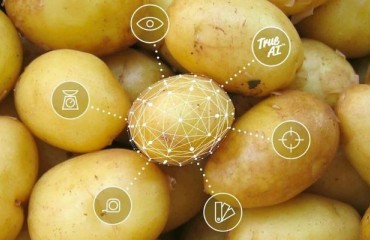 How the Collective Intelligence Behind TrueAI Can Improve the Potato Grading Performance