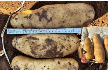 PepsiCo Plans to Procure 50,000 Tons of Potatoes Annually From Assam