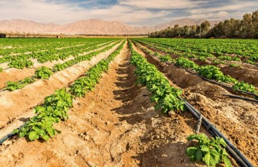 Partnership on Cultivating Dual Purpose Potatoes for Food and Biomass