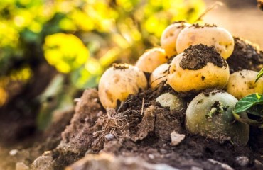 Reduced Expenditures for Fertilization and Plant Protection in the Organic Potato Production