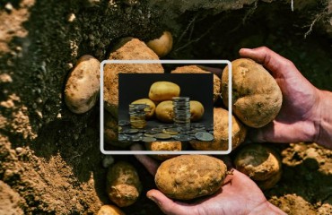 The Potato Export Demand is Still Positive in the European Market
