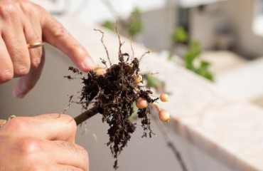 Refining the Understanding of the Mechanisms of Potato Tuberization