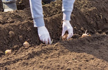 Europe: Early Potato Processing Crop Seeding is Likely To Be Delayed Further