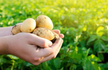 European Potato Export Demand Halt Due to Hike in Pricing