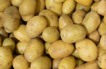 European Processing Potatoes Prices on the Rise Again