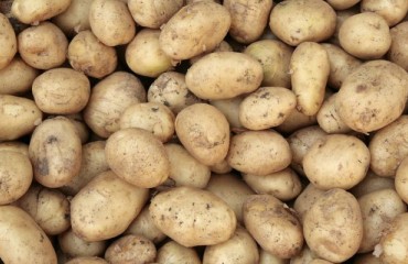 Mintec: The Demand for Free-buy Supplies of Potatoes in the EU Remains Robust