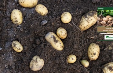 Groundbreaking Results From 2023 Rhizol Field Research Program
