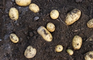 Significant Price Rise for HZPC Seed Potato Growers