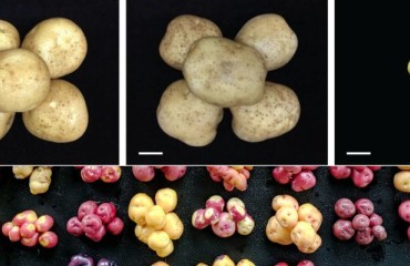 Breeding Potatoes at the Diploid Level