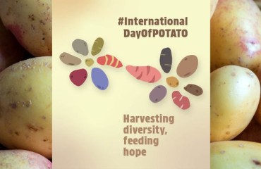 International Day of Potato: FAO Released the ‘Harvesting Diversity, Feeding Hope’ Guide