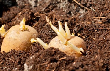 Europe: Up to Four Weeks Delay For the New Potato Season