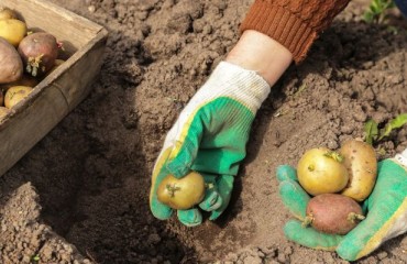 Europe: Potato Planting is Still Delayed in Many Early Areas
