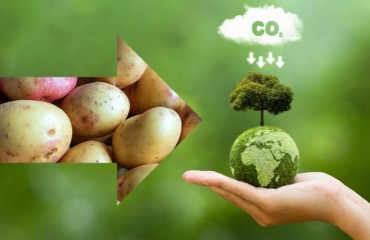 Study: ‘Cultivation of Fresh Potatoes Causes Around 50% Fewer Greenhouse Gas Emissions’