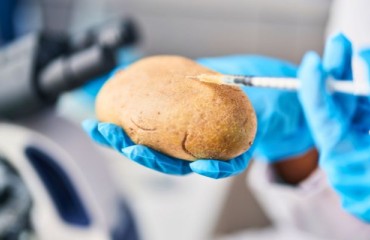 Transgenic Potatoes With Low Solanine Levels Via Gene Editing