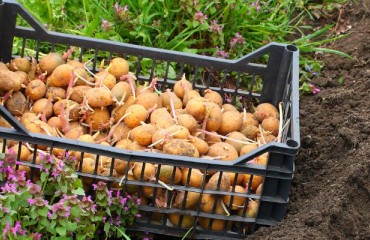 Plant Reproductive Material Report: PRM Could Move Around the EU Without Oversight