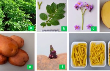 Novel Potato Varieties Beneficial for Farmers and For Consumers from CIP and Poderosa S.A.