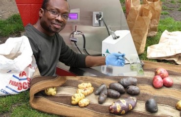 Novel Drought-resistant Potato Variety for North American Markets
