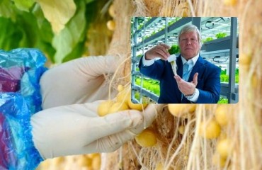 Baby Potatoes Grown in Dubai's Vertical Farm