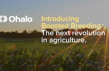 Increasing the Adaptability and Resiliency of the Potato Crop With Boosted Breeding