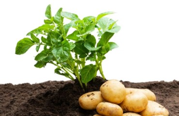 Potato Plantings Continue to Be Disrupted Across Europe
