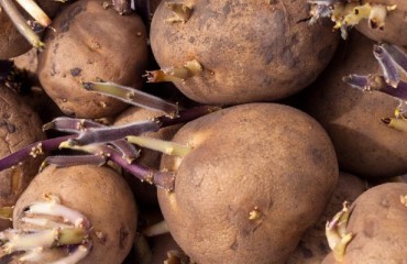 European Potato Seeding: Progress is Delayed by Heavy Showers